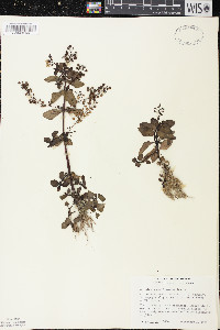 Veronica anagallis-aquatica image