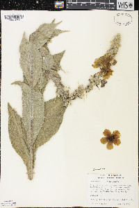 Verbascum densiflorum image