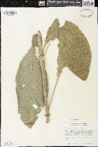 Verbascum densiflorum image