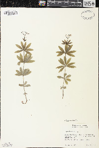 Galium odoratum image