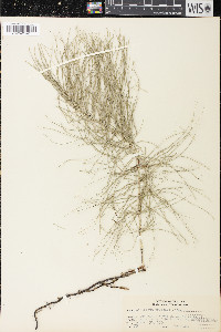 Equisetum pratense image