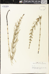 Equisetum palustre image