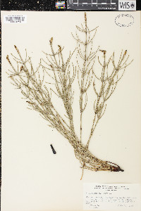 Equisetum palustre image