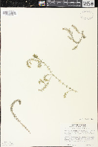 Elodea nuttallii image