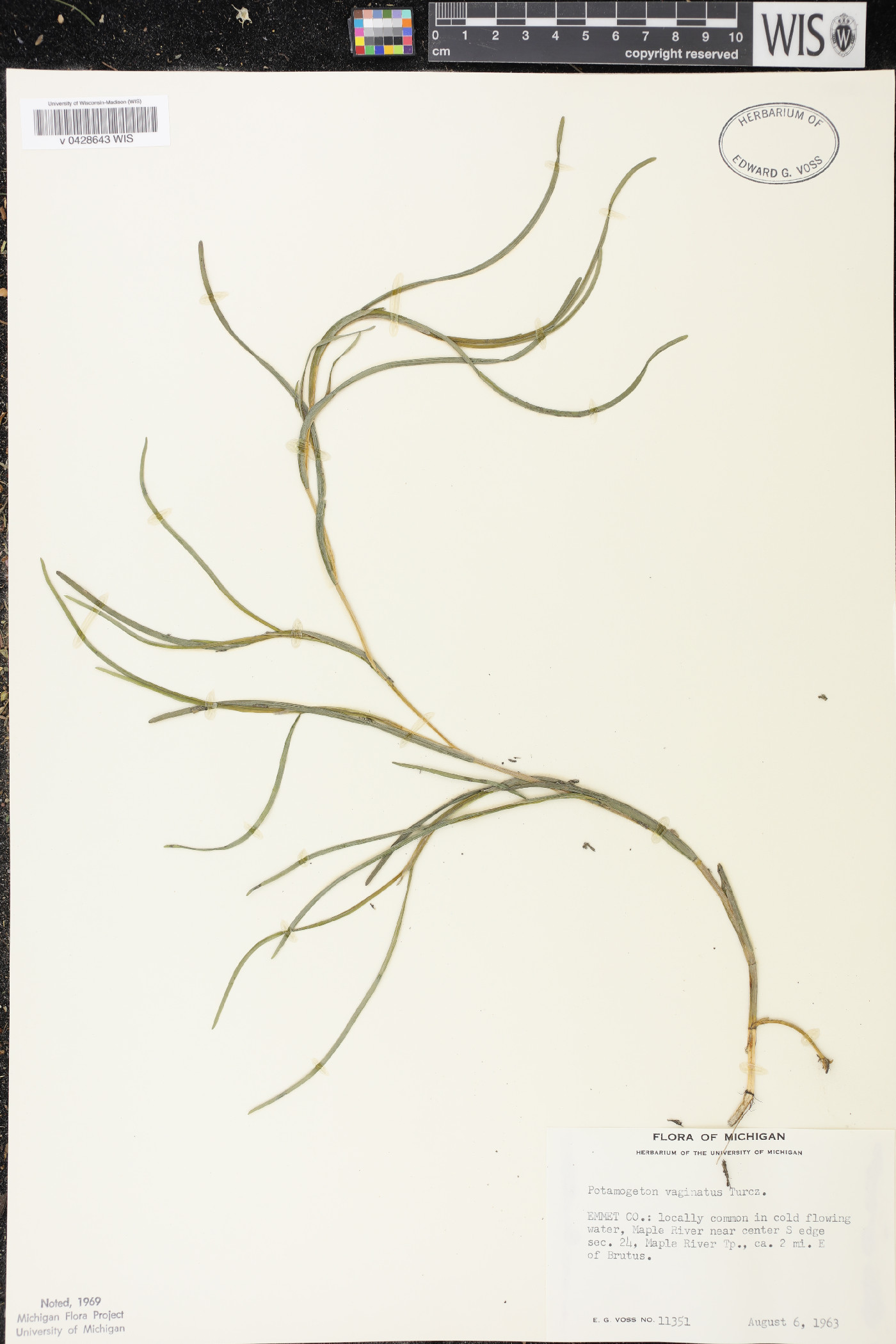 Stuckenia filiformis subsp. occidentalis image