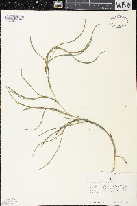 Stuckenia filiformis image