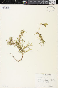 Potamogeton spirillus image