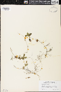 Potamogeton spirillus image