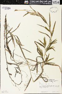 Potamogeton robbinsii image