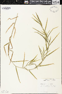 Potamogeton robbinsii image