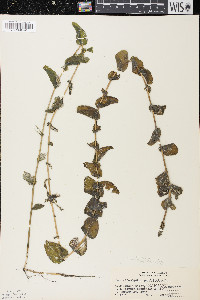 Potamogeton richardsonii image