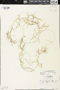 Potamogeton pusillus var. pusillus image