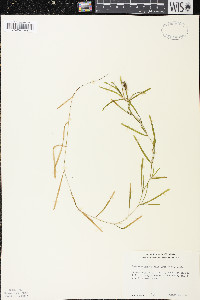 Potamogeton obtusifolius image