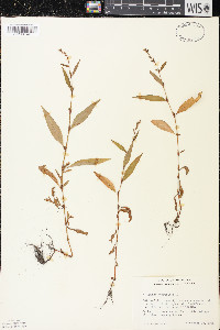 Persicaria hydropiper image