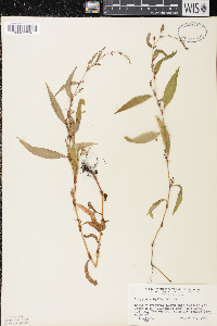 Persicaria hydropiper image