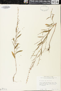 Polygonum douglasii image