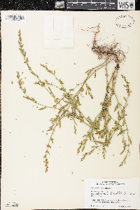 Polygonum ramosissimum image