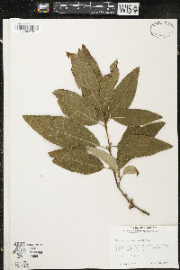 Quercus imbricaria image