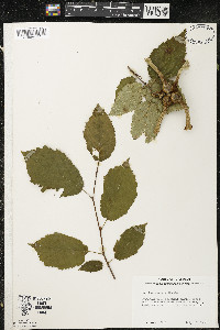 Corylus cornuta image