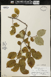 Corylus cornuta image