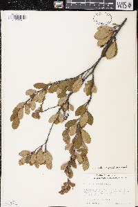 Betula pumila image