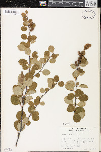 Betula pumila image