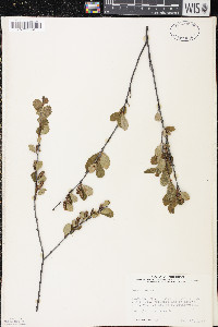 Betula pumila image