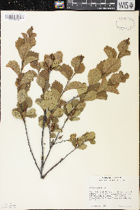 Betula pumila image