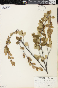 Betula pumila image