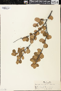 Betula pumila image