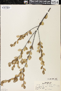 Betula pumila image