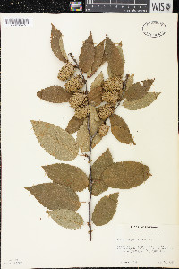 Betula alleghaniensis image
