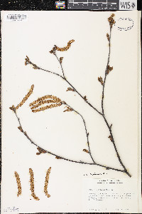 Betula alleghaniensis image