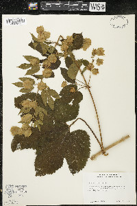 Humulus lupulus image