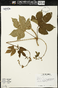 Humulus lupulus image