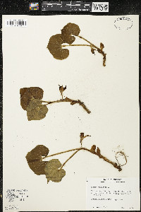 Asarum canadense var. acuminatum image
