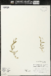 Stellaria borealis image