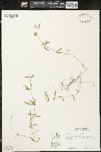 Stellaria borealis image