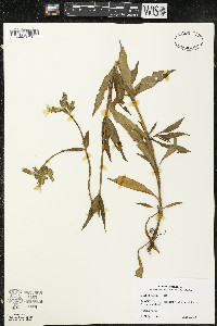 Silene latifolia image