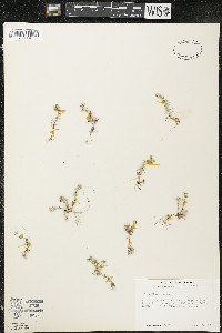 Scleranthus annuus image