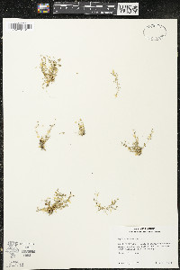 Sagina procumbens image