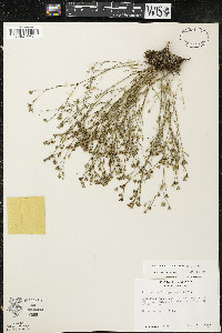 Petrorhagia saxifraga image