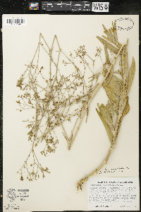 Gypsophila scorzonerifolia image