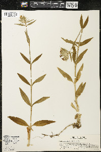 Dianthus barbatus image