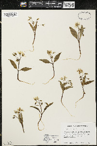 Claytonia caroliniana image