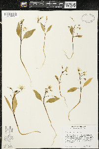 Claytonia caroliniana image