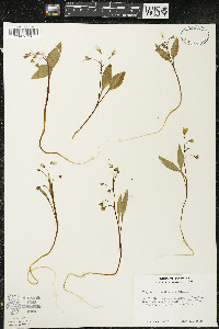 Claytonia caroliniana image