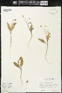 Claytonia caroliniana image