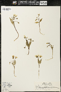 Claytonia caroliniana image