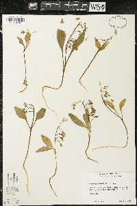 Claytonia caroliniana image